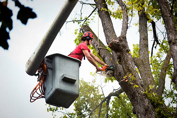 The Steps Involved in Our Tree Care Process in Buffalo, SC